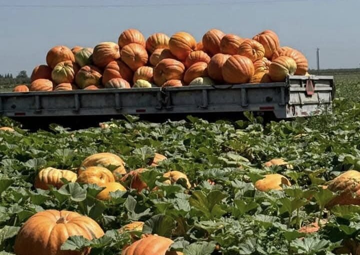 Our Nation Can’t Afford To Ghost The Immigrant Farmworkers Behind Every Pumpkin Harvest